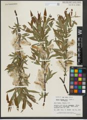 Foto von Salix rigida Muhl.